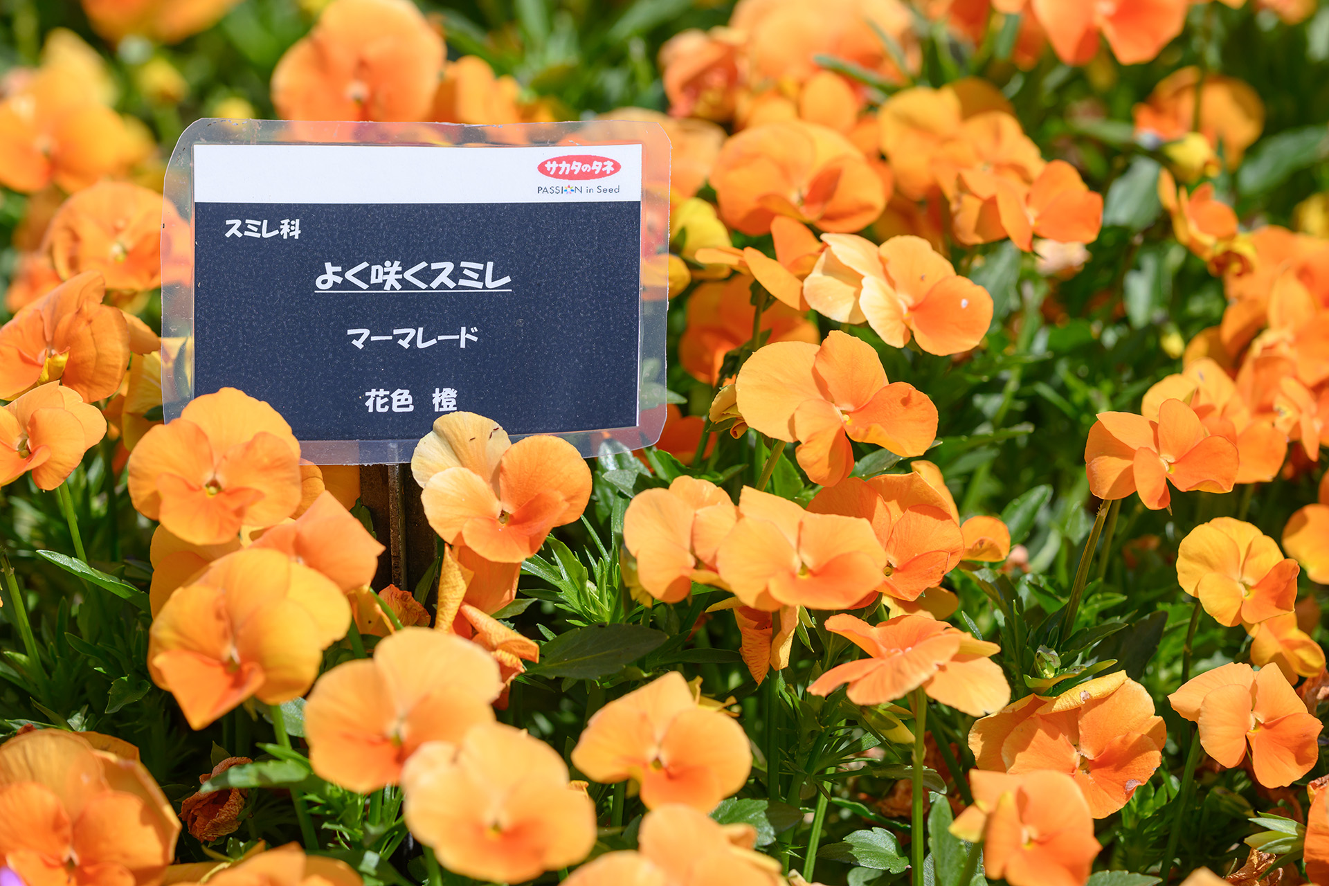 よく咲くスミレの写真