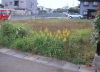 草刈り前の例